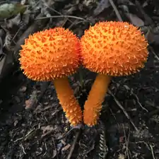 Cyptotrama asprata (en)