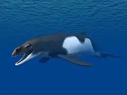 Reconstitution en 3D de Janjucetus hunderi par Nobu Tamura, représenté en noir et en blanc au centre de l'image.