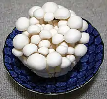 Forme blanche cultivée, Bunapi (Hokto Ltd. develops).