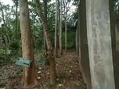 Tronc de V. doniana au jardin botanique et zoologique de l'université d'Abomey-Calavi (Bénin)