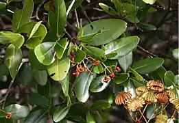 Feuillage et fructification.