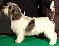 Petit basset griffon vendéen blanc et noir.