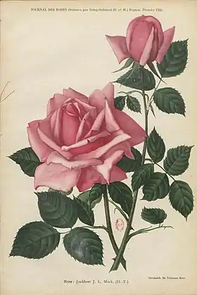 Image illustrative de l’article Jonkheer J. L. Mock