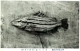 Rhynchopelates oxyrhynchus.