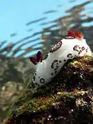 Jorunna funèbre (Jorunna funebris)