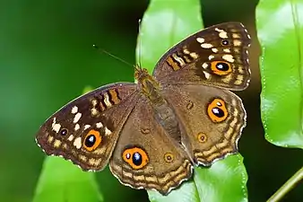 Junonia lemonias