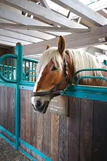 Tête d'un cheval roux et blond dépassant d'une grille.
