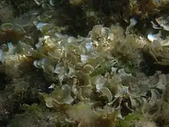 Juvénile de Girelle-paon