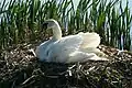 Cygne tuberculé dans la réserve de Juveren.