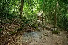 Forêt tropicale du Kakum national park (Ghana)