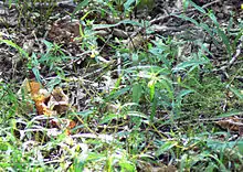 Mélampyre des prés