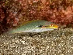 Stethojulis interrupta