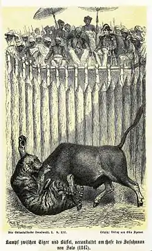 Combat entre un buffle et un tigre à Java (1868)