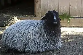 Image illustrative de l’article Karakul