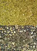 Kareius bicoloratus.