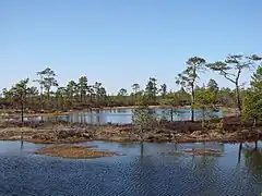 Étangs au printemps.