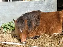 Photo d'un poney bai couché dans son paddock.