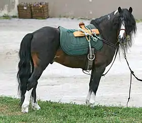 L'étalon Kerry bog Badger, âgé de 17 ans et importé aux États-Unis, présenté au Rare Breed Show du Kentucky Horse park