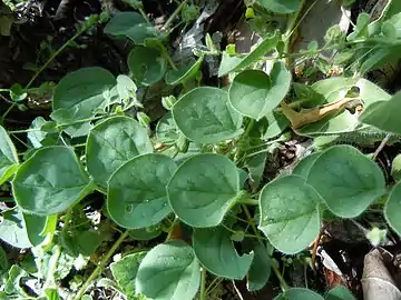 Détail des feuilles