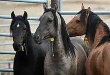 Têtes de trois chevaux de couleurs variées.