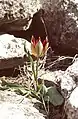 Tulipa orphanidea in situ, en Cilicie (Turquie)