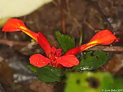 Fleur d'une variété de gingembre.