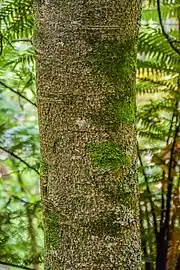 Tronc d'arbre vu de près, partiellement moussu.