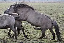 Les étalons peuvent être incontrôlables durant l'accouplement.