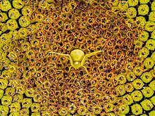 Une petite araignée toute jaune au ventre gonflé et aux pattes déployées semble planer dans un univers jaune.