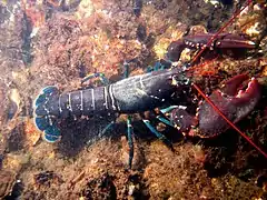 Homarus gammarus, de la super-famille des Astacidea.