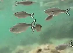 Kuhlia caudavittata (banc de juvéniles)