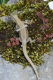 Lézard en train de muer (Bourgogne)