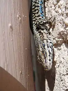 Lézard mâle (Podarcis muralis) à la verticale sur crépi (Grenoble).