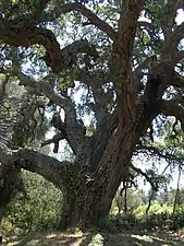 Le chêne liège millénaire à La Londe-les-Maures (Var).