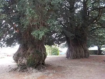 Ifs millénaires de La Lande-Patry.