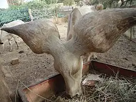 Image illustrative de l’article Kouri (race bovine)