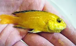 Femelle à la bouche et gorge gonflées, au terme de l'incubation des œufs et larves