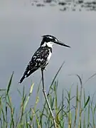 Martin-pêcheur pie (Ceryle rudis)