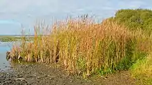 Bosquet de roseaux sur une rive du lac