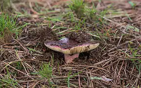 Lactarius rufus, un des champignons les plus « chauds ».