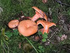 Lactarius salmonicolorStipe creux et scrobiculé