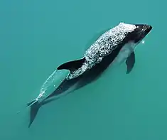 Chez ce dauphin d'Amérique du Sud, les palettes natatoires permettent les changements de direction durant la nage, tandis que la nageoire caudale est apparue pour permettre une propulsion par oscillation, la plus efficace