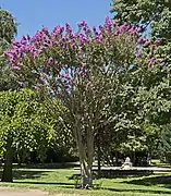 Lagerstroemia indica