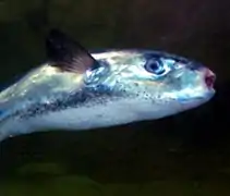 Lagocephalus lagocephalus.