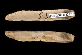 Lamelle(Muséum de Toulouse).