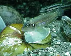 Variété « blanc/argent ».