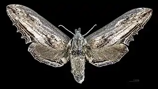 Langia zenzeroides zenzeroides face dorsale de la femelle MHNT