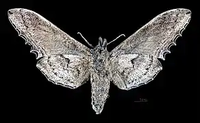 Langia zenzeroides zenzeroides revers de la femelle MHNT