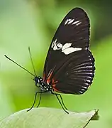 Heliconius doris viridis