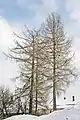 Mélèze d'Europe en hiver.